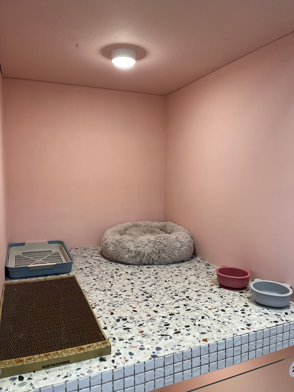 Номер Стандарт для кошек