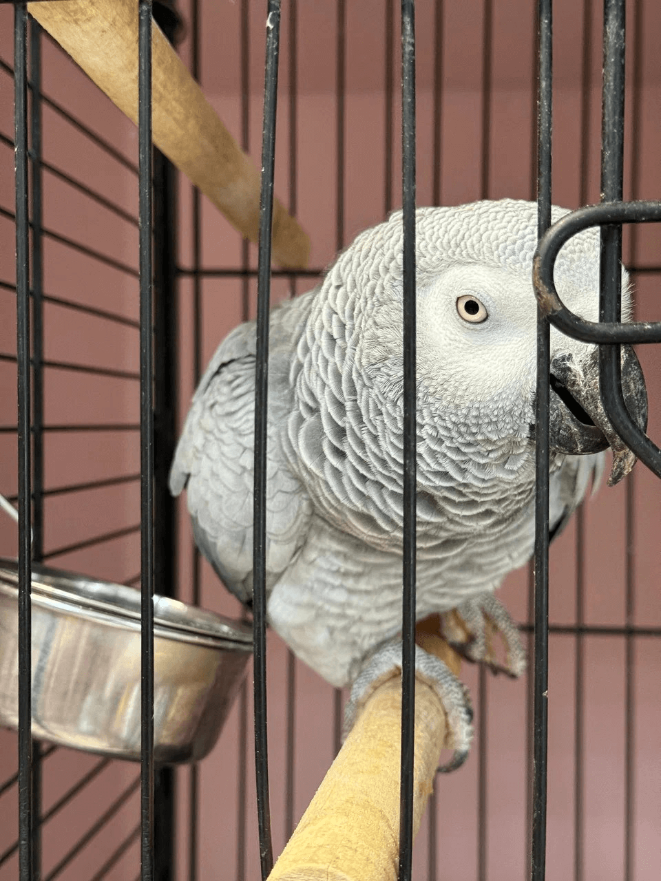 Крупные и средние попугаи