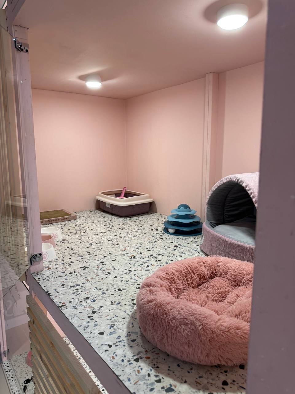 Номер Премиум для кошек