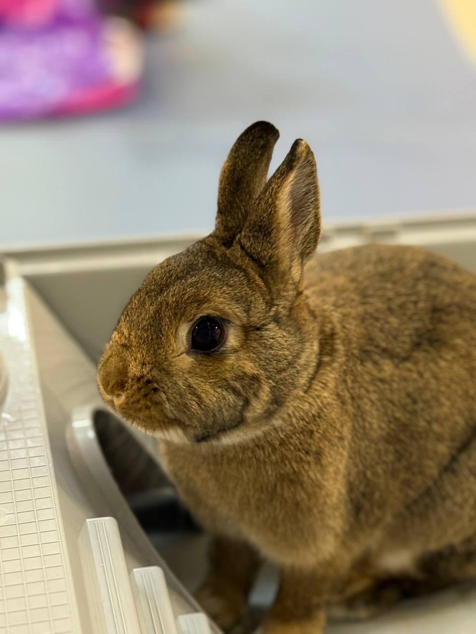 Кролики, морские свинки, шиншиллы